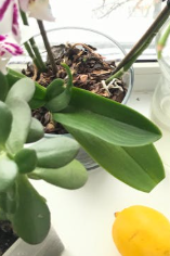 How to Help Orchids Bloom: Simple Care Tips