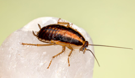 Vicks VapoRub and Pest Control: What You Should Know