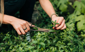 Natural Herbs That May Support the Immune System