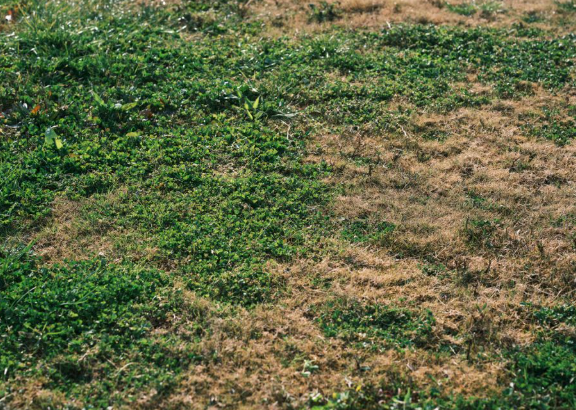 How to Make a Homemade Herbicide for Weed Control